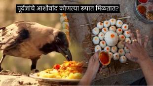 Pitru Paksha Shradhh Dates Tithi Never Make These 5 Living Things Go Empty Hand From Home Pinddan Rules Tarpan Mahiti