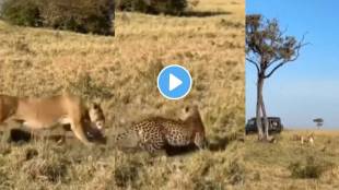 Lion Attacks Leopard, Watch What Happened Next
