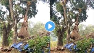 4000 kg elephant climbing on tree to pick for eat jackfruit video stuns netizens viral trending news today
