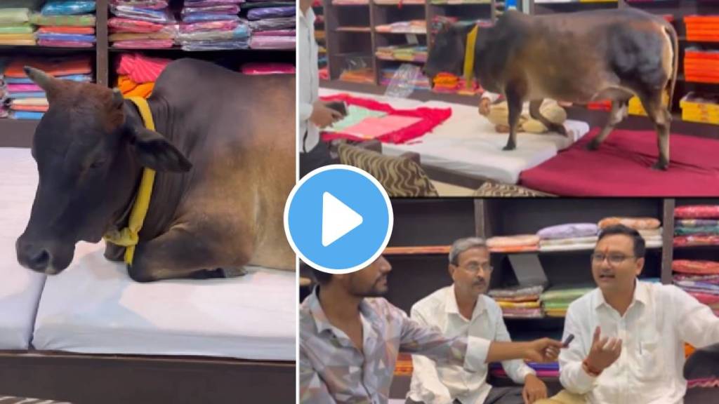 A cow has been visiting the clothing store every day for the past seven years