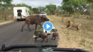 single buffalo fought lions video goes viral the king of forest lion and buffalo viral video