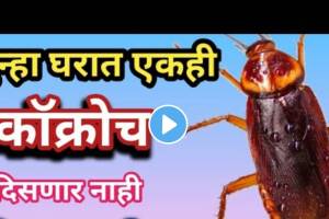 VIDEO: किचनमध्ये उंदीर, मच्छर, झुरळांनी सुळसुळाट घातलाय? फक्त २ रुपयांच्या कापूर गोळीचा ‘असा’ वापर करा how to get rid of cockroaches in kitchen permanently