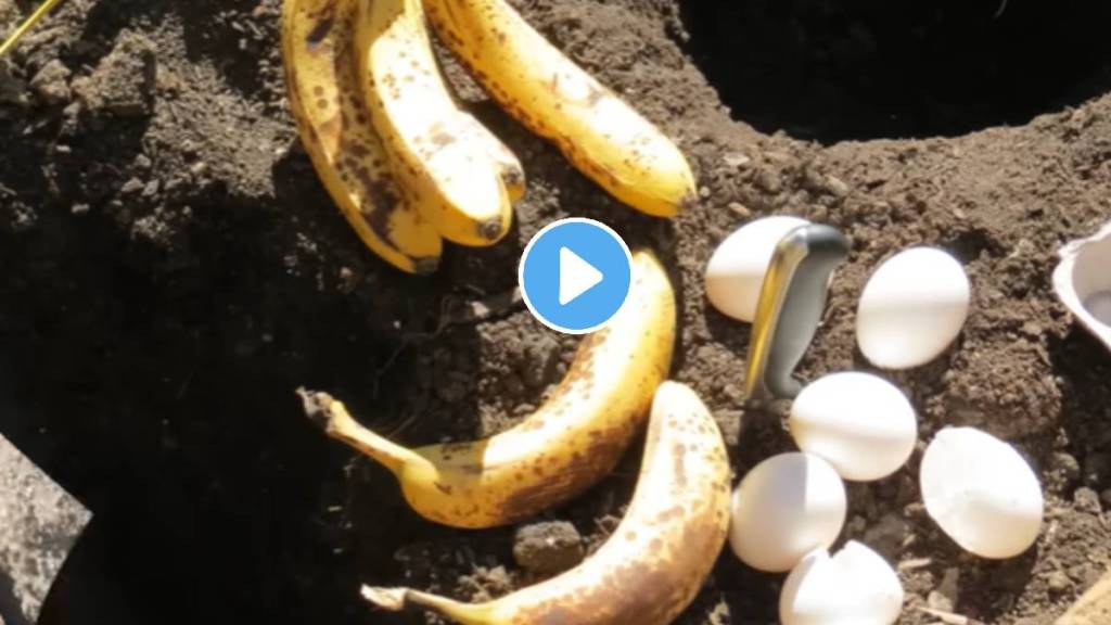 viral banana egg in soil field farming life hack jugaad video