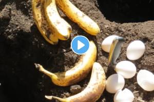 Jugad video: केळी आणि अंड्यापासून घरीच बनवा कंपोस्ट खत, आता विकतच्या खताची गरजच पडणार नाही viral banana egg in soil field farming life hack jugaad video