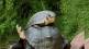 Optical Illusion Puzzle You Can See Long Hair Ms Dhoni In This Tortoise Picture Viral News In Marathi