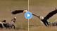 Eagle Steals The Rabbit From Fox Animal Fight Video Viral News In Marathi Watch Viral Video On Social Media