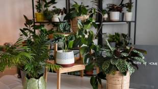 best indoor plants for living room Best Indoor Plants for Health positive energy and peace in house