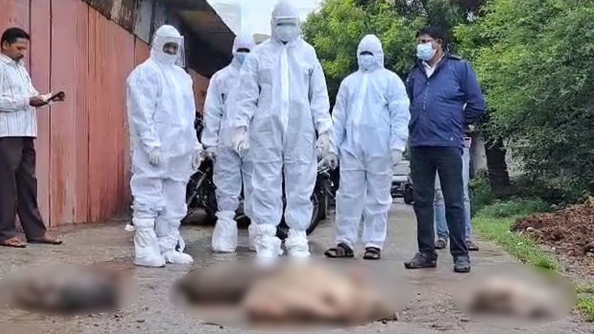 Order to kill pigs