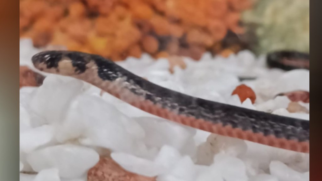 Povala snake found in Pachagani