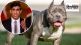 Rishi Sunak bans American XL bully