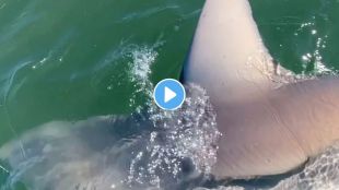 Shark Fish Viral Video
