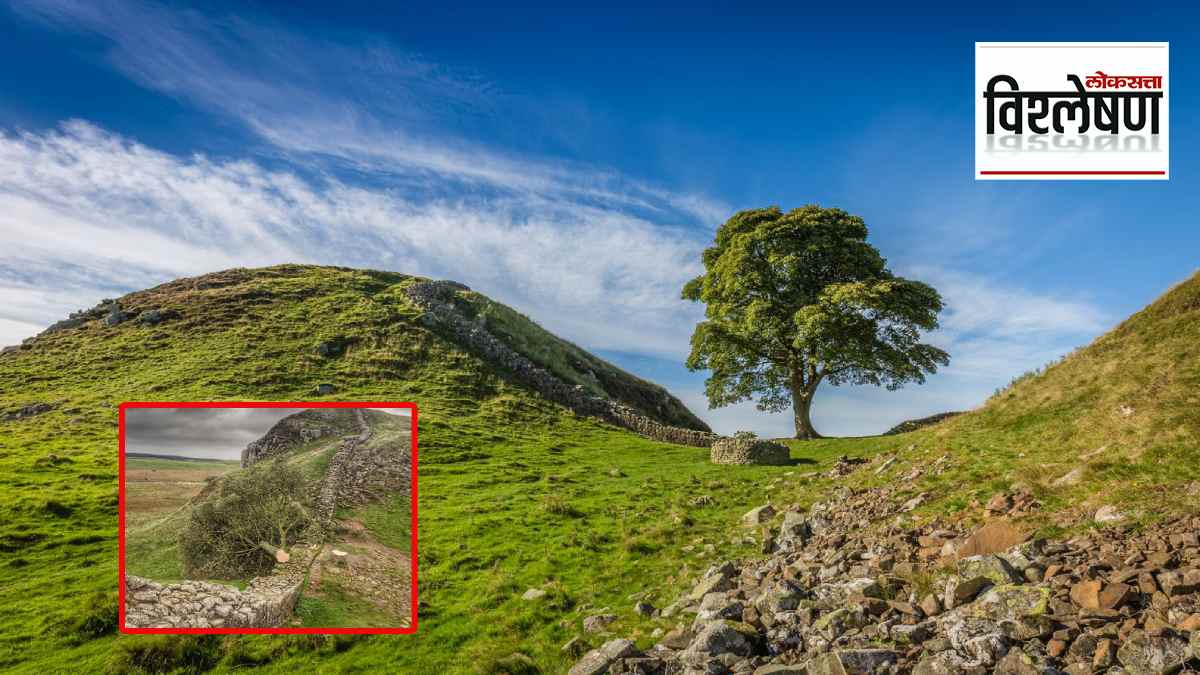 Sycamore_Gap