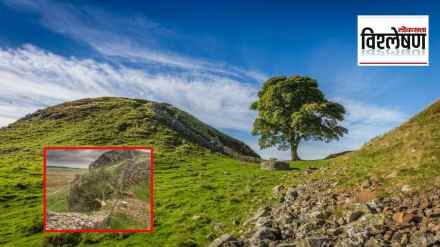 Sycamore_Gap