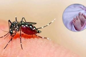 चिखलीत डेंग्यूसदृश आजाराने दोन चिमुकल्यांचा मृत्यू Two children die due to dengue-like illness