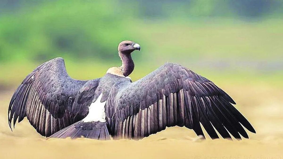 Vultures