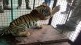 Two tiger cubs death Kalamna