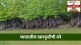 Mangrove_Forest