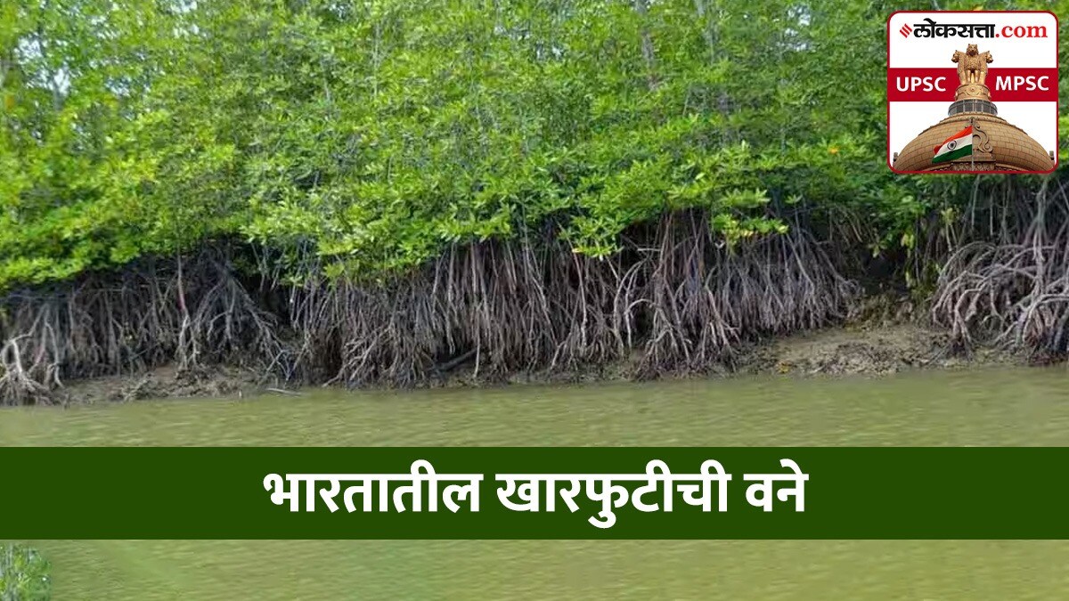 Mangrove_Forest
