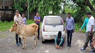cow smuggled in car