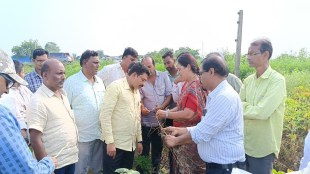 soybean crops in Chandrapur