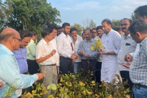 nagpur Dr. Anil Deshmukh reached dam farmers know yellow mosaic disease soybean crop