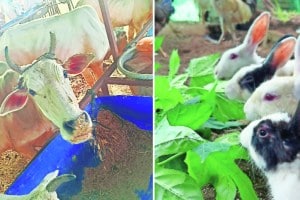 जखमी प्राण्यांसाठी ‘प्यार’ animal lovers