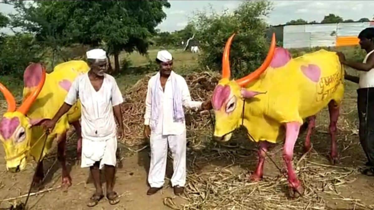 bailpola in solapur