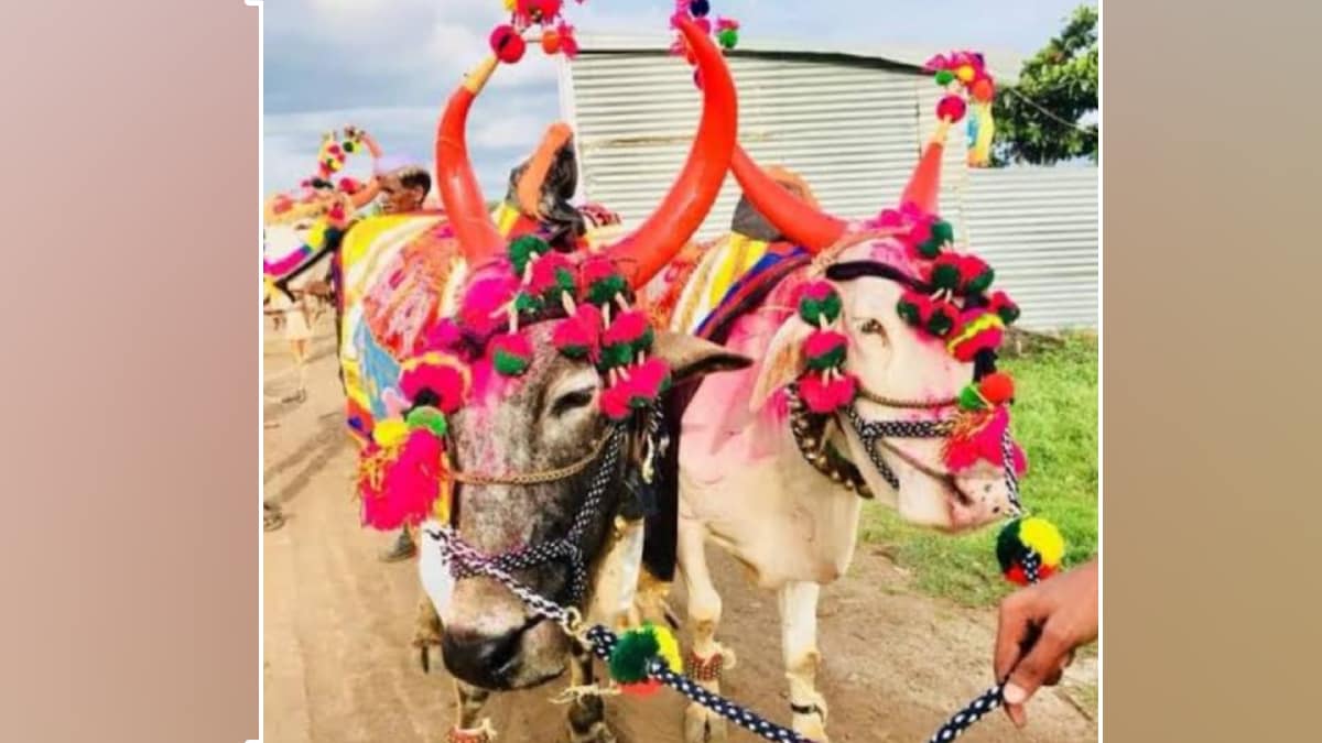 Pola festival celebrated today enthusiasm rural areas