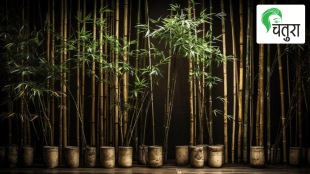 Know about Bamboo and its plantation