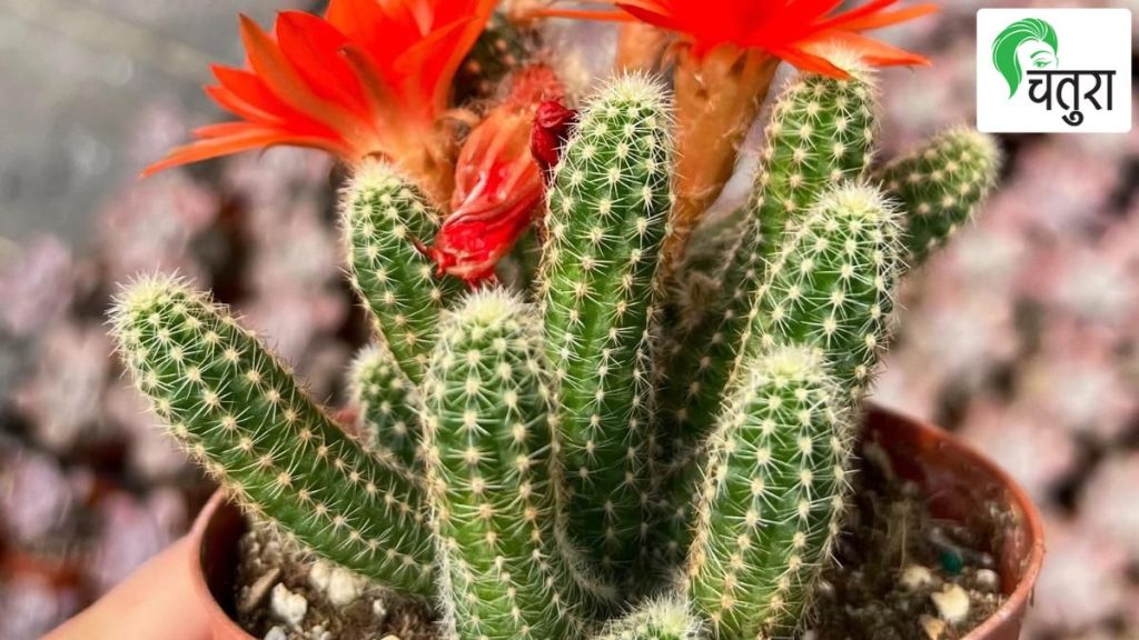 know about prickly cactus