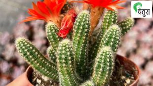 know about prickly cactus