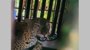 female leopard caged in artillery centre area of nashik