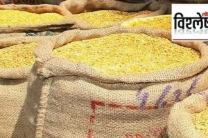 विश्लेषण : तुरीने विक्रमी दर गाठण्यामागचे कारण काय? tur dal price, tur dal price increased, tur dal demand, demand for turdal in international markets, why tur dal price incresed