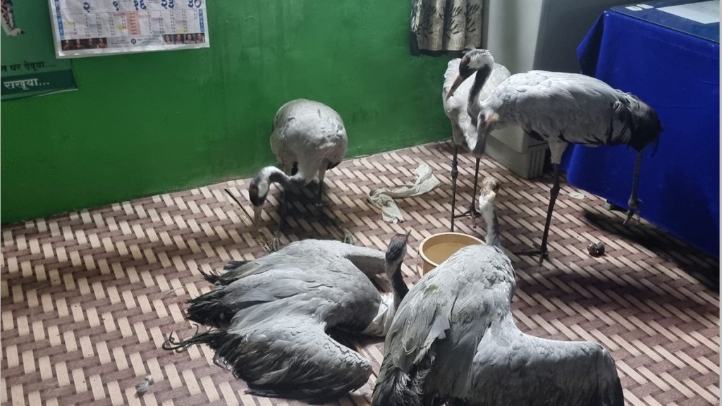 common crane bird gondia, smuggling of common crane bird, common crane bird smuggling at international level