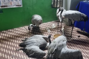 “कॉमन क्रेन” पक्ष्यांची तस्करी थेट आंतरराष्ट्रीय स्तरावर common crane bird gondia, smuggling of common crane bird, common crane bird smuggling at international level