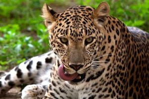 leopard in party, leopard in sangli, leopard came for mutton party, sangli leopard suddenly came for party