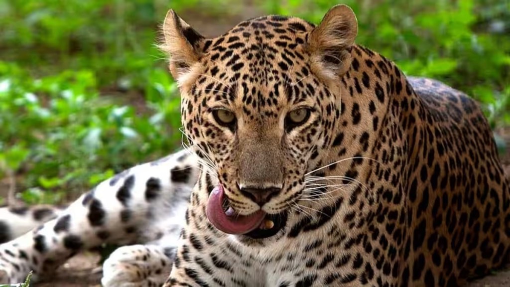 leopard in party, leopard in sangli, leopard came for mutton party, sangli leopard suddenly came for party
