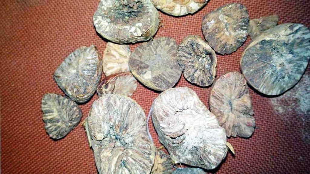 rotten betel nuts seized in nagpur, nagpur rotten betel nuts