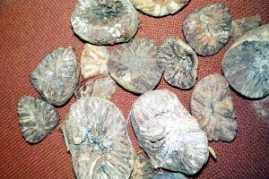 धक्कादायक! नागपुरात २.६० कोटींची सडकी सुपारी जप्त… प्रकरण काय पहा… rotten betel nuts seized in nagpur, nagpur rotten betel nuts