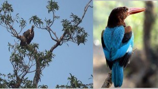 kihim beach, alibaug kihim beach, bird study and research centre at kihim