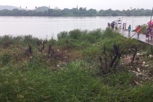 dombivli mangrove trees cut, mangrove trees cut for ganeshotsav 2023, thane mangrove trees cut down by villagers