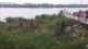 dombivli mangrove trees cut, mangrove trees cut for ganeshotsav 2023, thane mangrove trees cut down by villagers