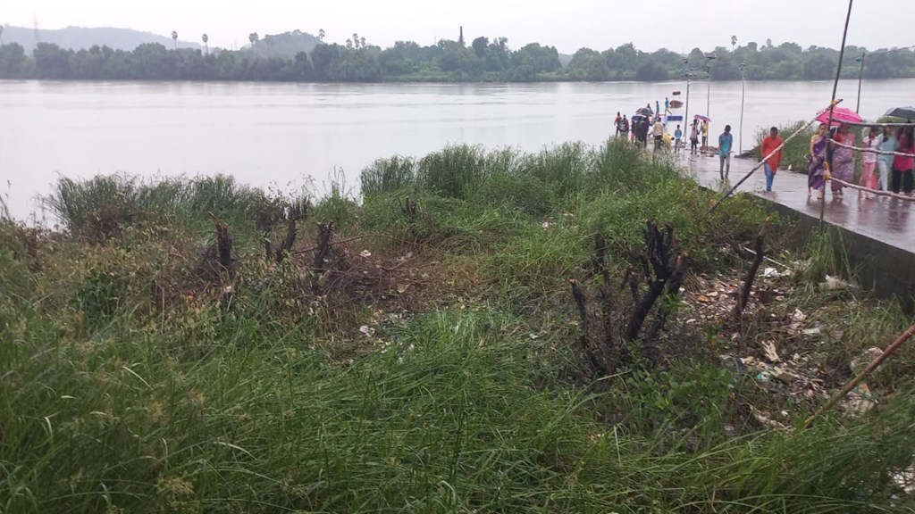 dombivli mangrove trees cut, mangrove trees cut for ganeshotsav 2023, thane mangrove trees cut down by villagers