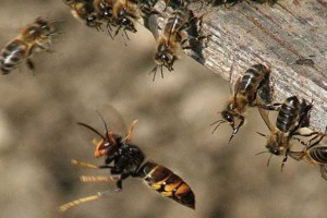 60 year old man, honey bee attack, death due to honey bee attack, farmer death in honey bee attack