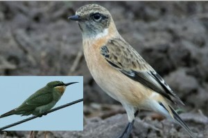 nandur madhmeshwar bird sanctuary, nashik arrival of migratory birds, migratory birds from russia europe at nandur madhmeshwar bird sanctuary