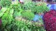 navi mumbai apmc, leaf vegetables rate navi mumbai, navi mumbai market rates of vegetables, leaf vegetables flow at apmc
