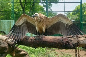 निसर्गाचा सफाई कामगार ! दोन महिन्यांची विश्रांती अन् झेपावला आकाशी rare vulture wardha, vulture released in pench tiger reserve, vulture suffered poisoning in wardha
