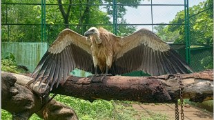 rare vulture wardha, vulture released in pench tiger reserve, vulture suffered poisoning in wardha