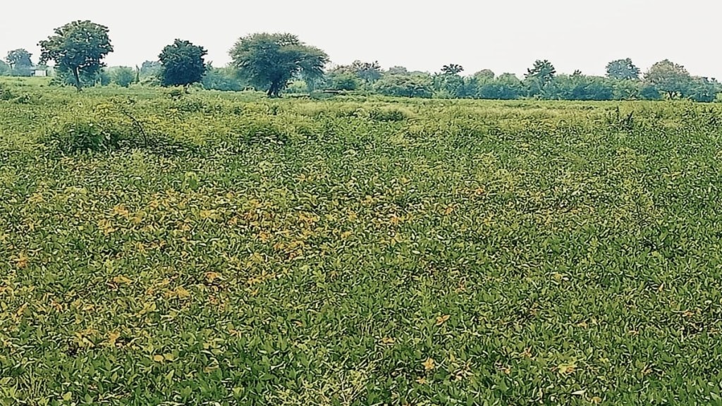 soybean farmers yavatmal, yellow mosaic virus, yellow mosaic virus on soybean in yavatmal