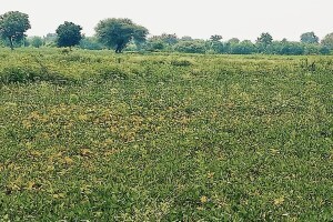 सोयाबीनवर ‘यलो मोझॅक व्हायरस’, शेतकरी चिंतेत, उत्पादनात घट होण्याची भीती soybean farmers yavatmal, yellow mosaic virus, yellow mosaic virus on soybean in yavatmal